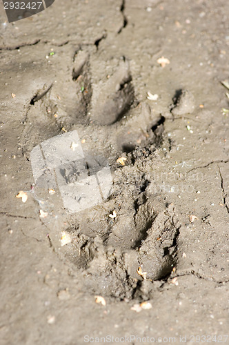 Image of Footprint