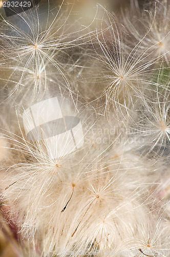 Image of Pollen