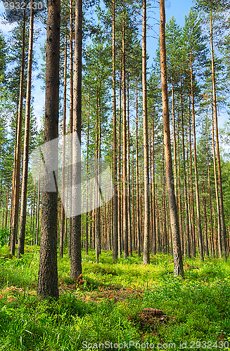 Image of Forest