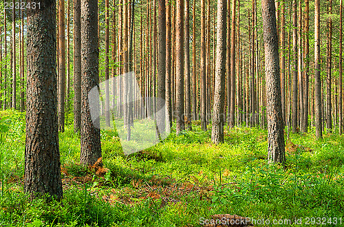 Image of Forest