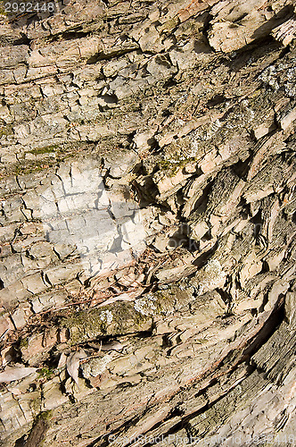 Image of Bark