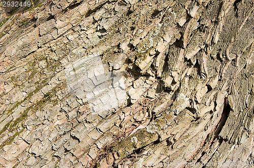 Image of Bark