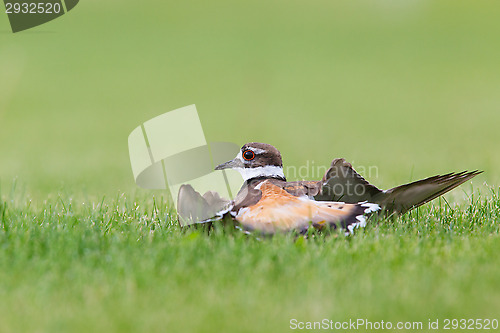 Image of Killdeer Act