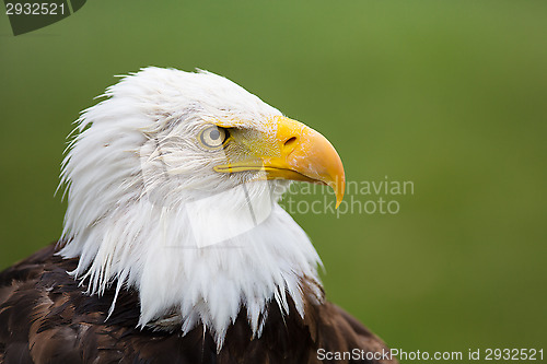 Image of Eagle Profile