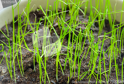 Image of Easter grass