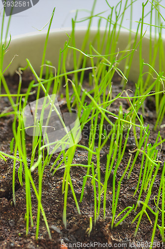Image of Easter grass