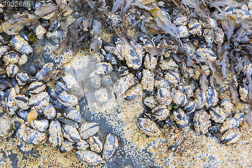 Image of Cluster of mussels