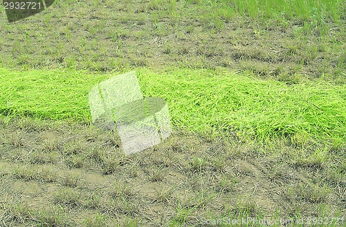 Image of mowed grass