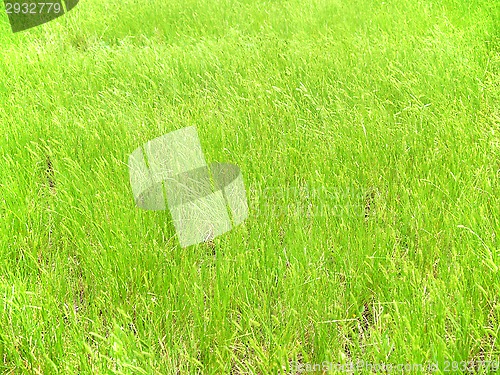 Image of green grass