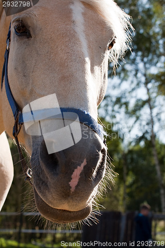 Image of horse snout