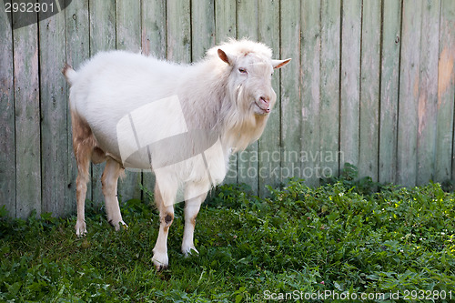 Image of white goat