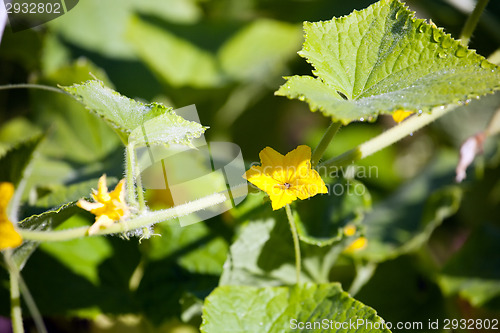 Image of cucumber flowers