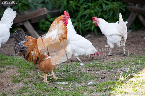 Image of poultry yard