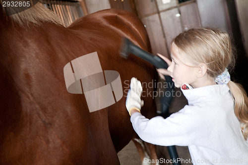 Image of girl cleaning horse