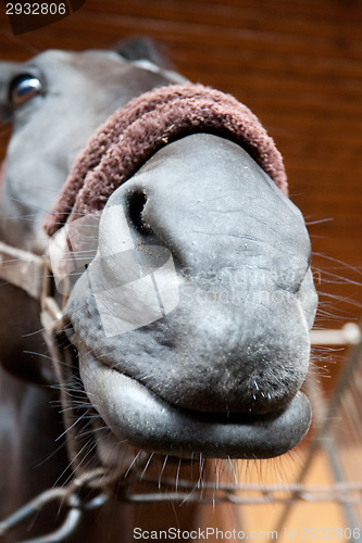 Image of horse funny portrait