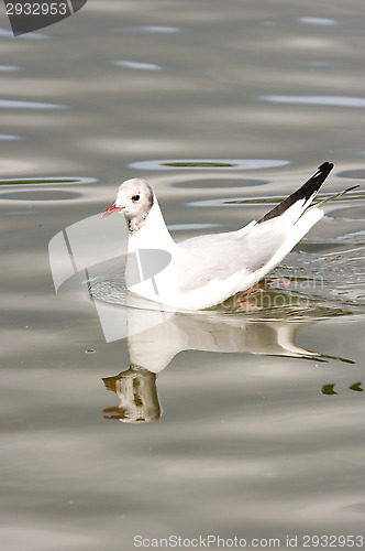 Image of Gull