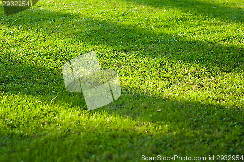 Image of Lawn