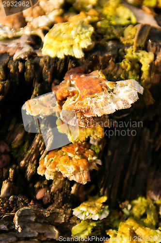 Image of Polypore