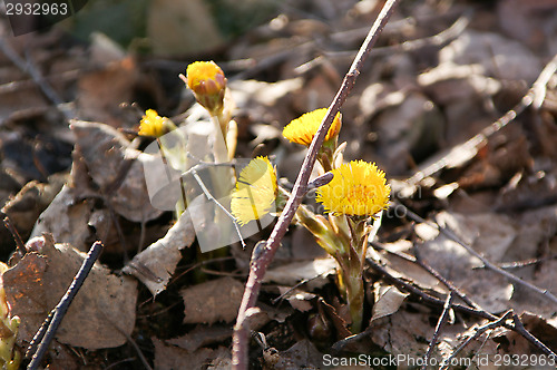 Image of Coltsfoot