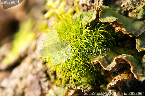 Image of Moss