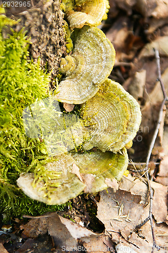 Image of Polypore