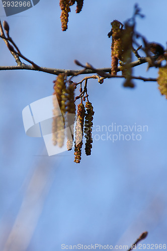 Image of Alder