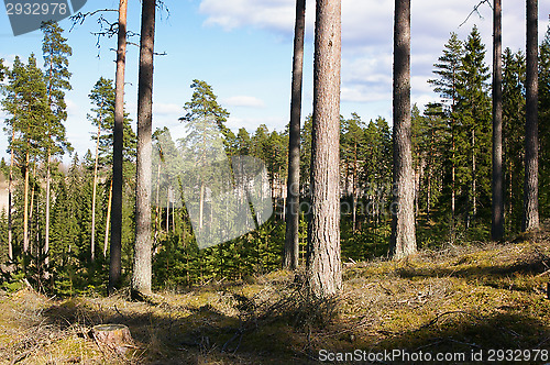 Image of Forest