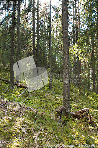 Image of Forest