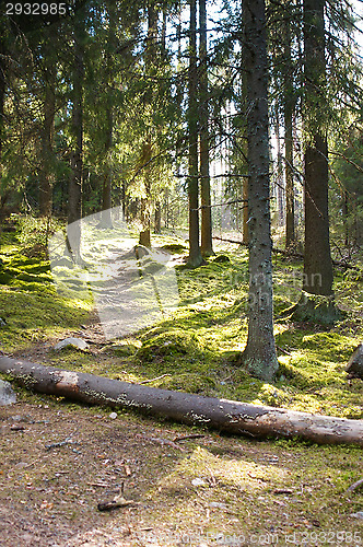 Image of Path in the forest