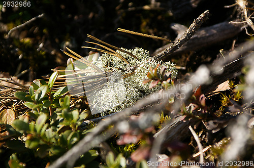 Image of Lichen