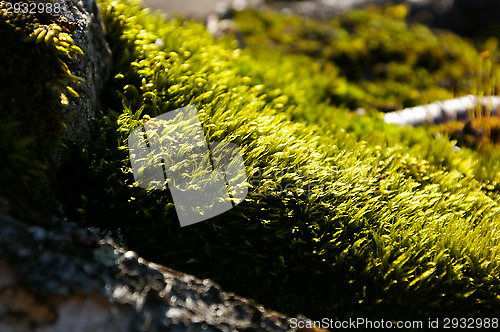 Image of Mossy