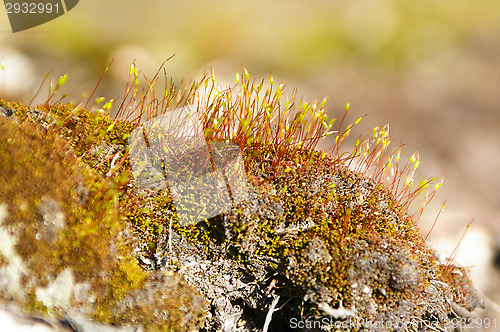 Image of Moss