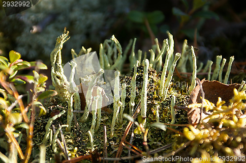 Image of Lichen