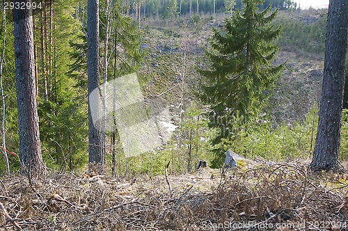 Image of Landscape