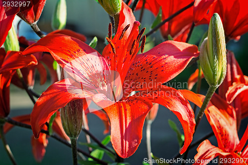 Image of Flower of a red lily on a blue background.