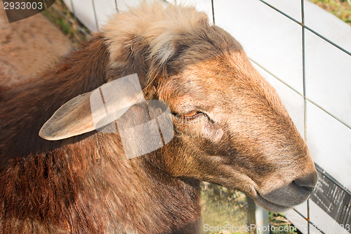 Image of The pet - a sheep, is in the open-air cage for sale at fair.