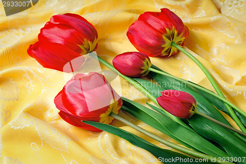 Image of Bright red tulip against yellow silk