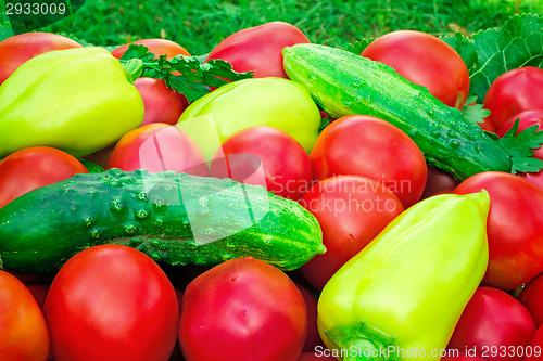 Image of Mature tomatoes of bright red color of the small size, pepper an