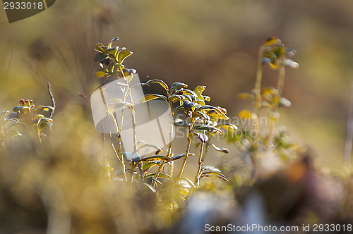 Image of Twig