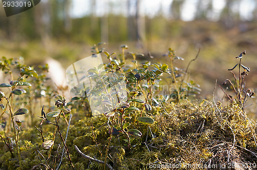 Image of Twig