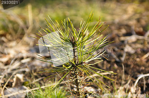 Image of Fir-tree