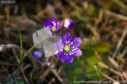 Image of Blue anemone,