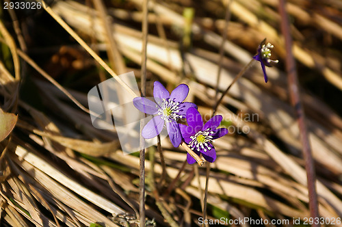 Image of Blue anemone