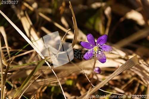 Image of Blue anemone