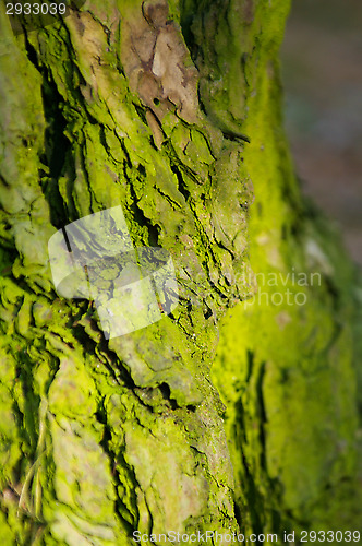 Image of Fir-tree