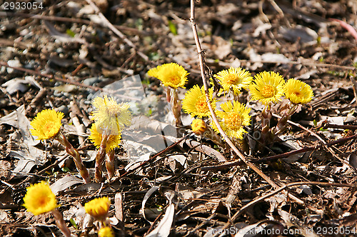 Image of Coltsfoot