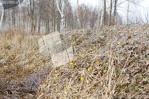 Image of Tussilago farfara