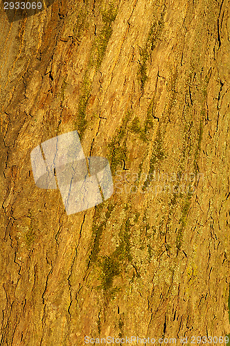 Image of Tree