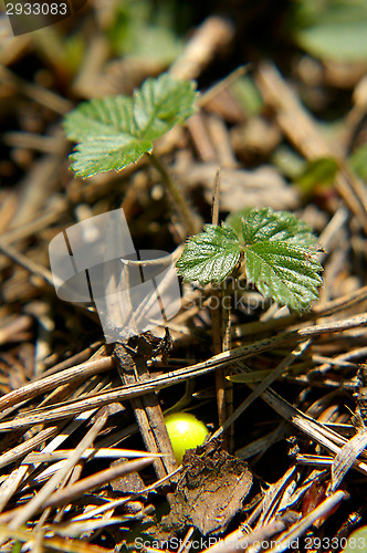 Image of Plastic ball