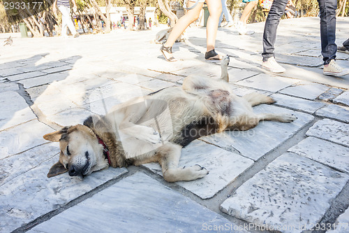 Image of Dog lying on the floor 